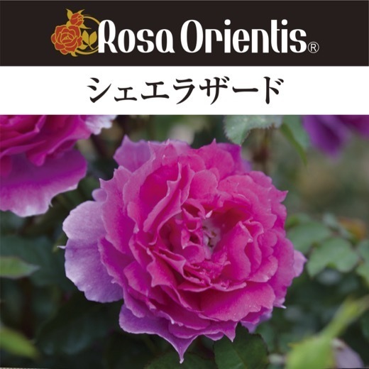 送料無料　シェエラザード　6号鉢　春開花株　　鉢植え バラ 薔薇 ロサ オリエンティス 大苗 開花苗_画像1