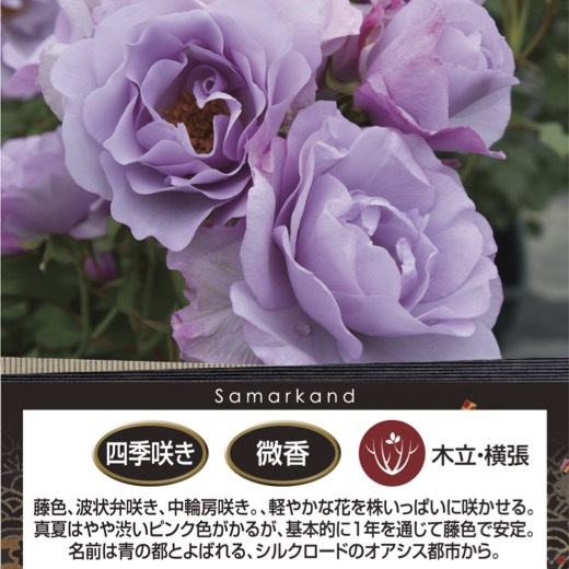  бесплатная доставка sama LUKA ndo6 номер горшок весна цветение АО растение в горшке роза роза rosaolientis большой рассада цветение рассада 