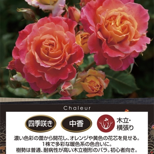 送料無料　シャルール　6号鉢　春開花株　　鉢植え バラ 薔薇 ロサ オリエンティス 大苗 開花苗_画像2