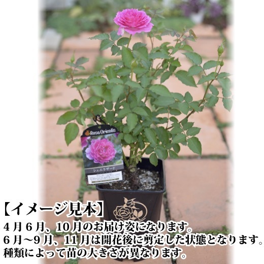 送料無料　シャルール　6号鉢　春開花株　　鉢植え バラ 薔薇 ロサ オリエンティス 大苗 開花苗_画像3