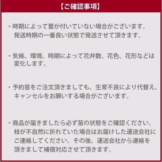 送料無料　フレーズ　新苗4号鉢　　鉢植え バラ 薔薇 ロサ オリエンティス_画像4