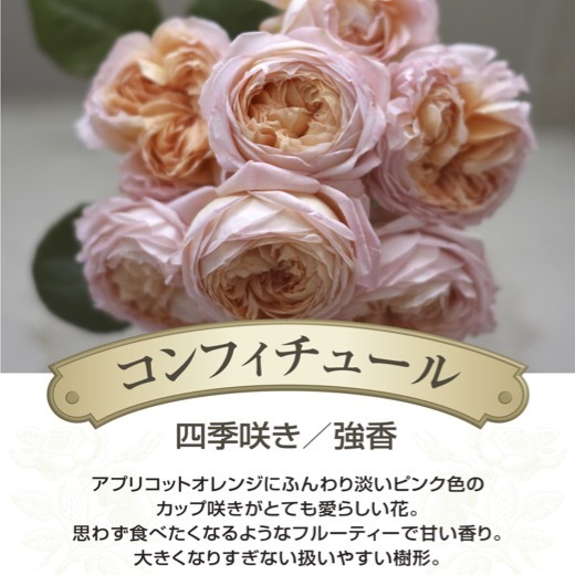 送料無料　コンフィチュール　新苗4号鉢　　鉢植え バラ 薔薇 河本バラ園 ローズ ドゥ メルスリー_画像2