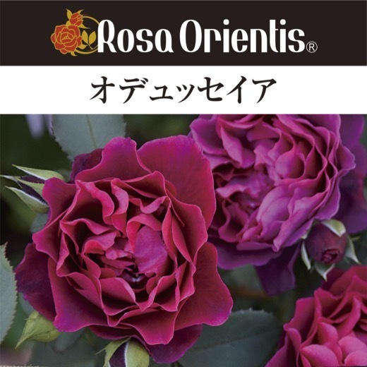  free shipping ote.seia long 7 number large seedling potted plant rose rose rosaolientis large seedling 7 number pot 7 size 