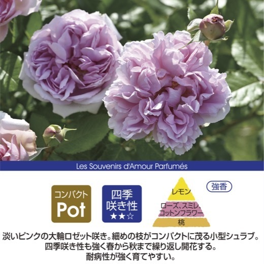 送料無料　ローズ アントワネット長尺7号 大苗　　鉢植え バラ 薔薇 デルバール 大苗 7号鉢 7寸_画像2