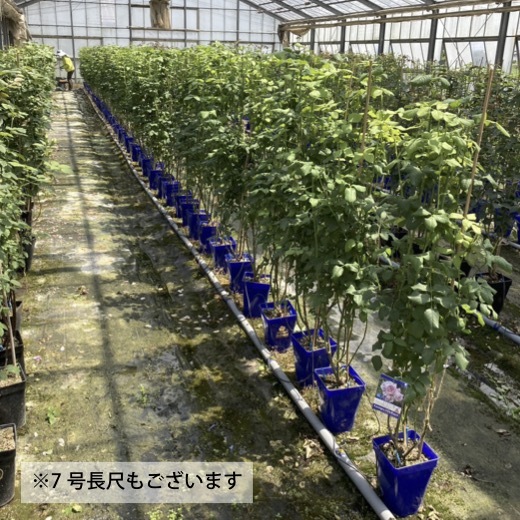 送料無料　ローズ アントワネット長尺7号 大苗　　鉢植え バラ 薔薇 デルバール 大苗 7号鉢 7寸_画像6