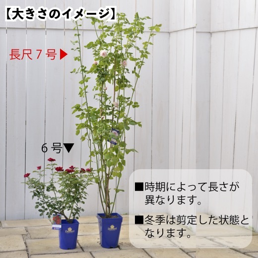 送料無料　ラ レーヌ ドゥ ラ ニュイ長尺7号 大苗　　鉢植え バラ 薔薇 デルバール 大苗 フレンチローズ 7号鉢 7寸_画像3