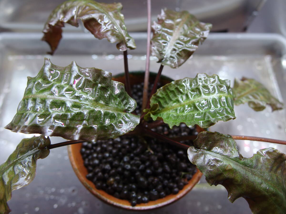  beautiful . gloss . flower . unevenness. leaf Cryptocoryne *afi varnish (se rose k production ) water leaf pulling out seedling becomes.