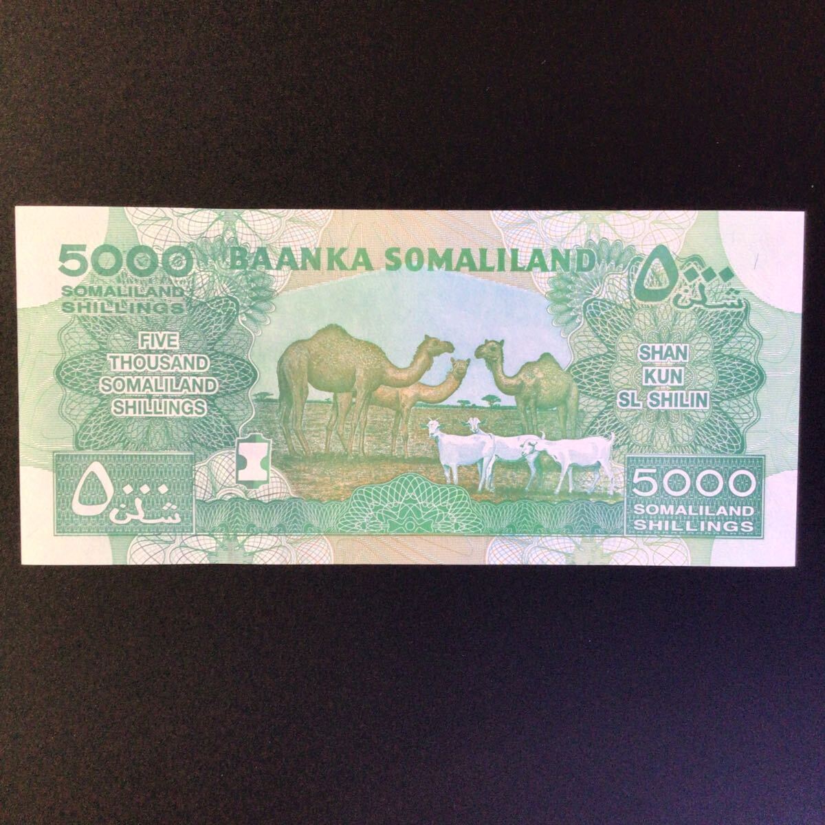 World Paper Money SOMALILAND 5000 Shillings【2015】の画像2