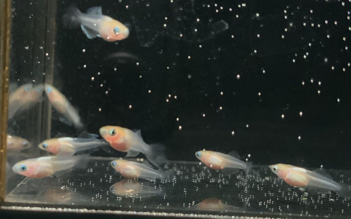 【桜虹めだか】ハイビスカスメダカの幼魚6匹(補償1匹含む)大きさ約1.5cm(完全無選別)＊極上種親.夢中メダカ様直系＊の画像2