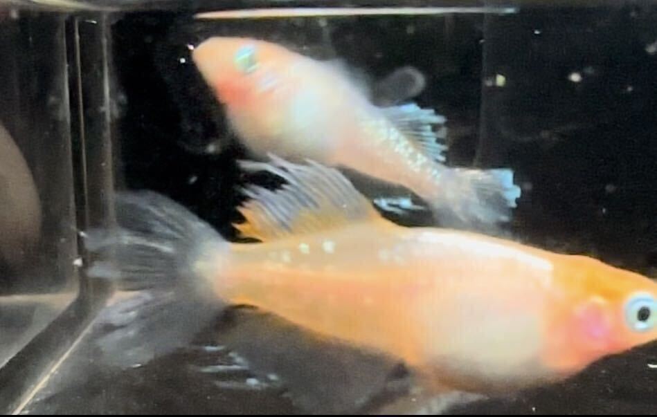 【桜虹めだか】極上種親.ハイビスカスメダカの稚魚6匹(補償1匹含む)大きさ約7mm〜1cm(完全無選別)の画像3