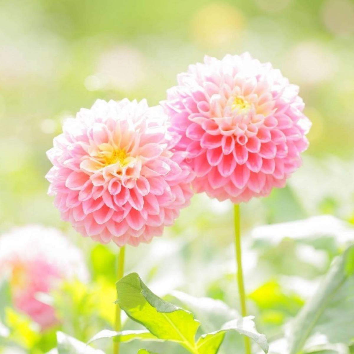【花の種】ダリア☆ポンポン八重咲き 混色種子 20粒以上！宿根草 球根 切花