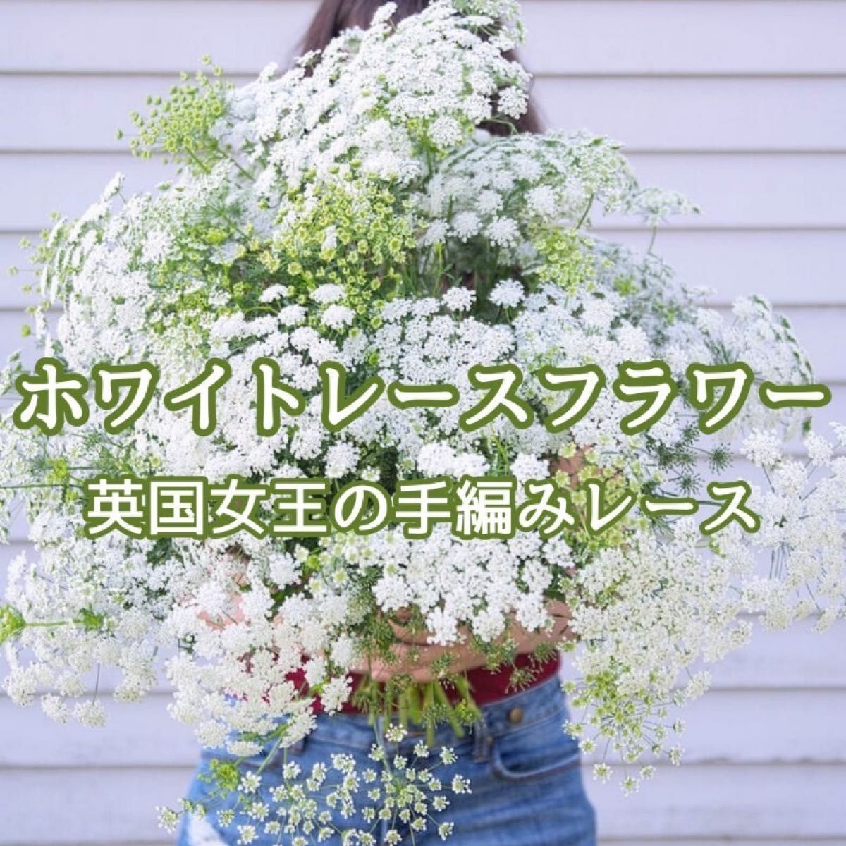 【花の種】ホワイトレースフラワー☆アミマユス 種子 約30粒！切花 ブーケ