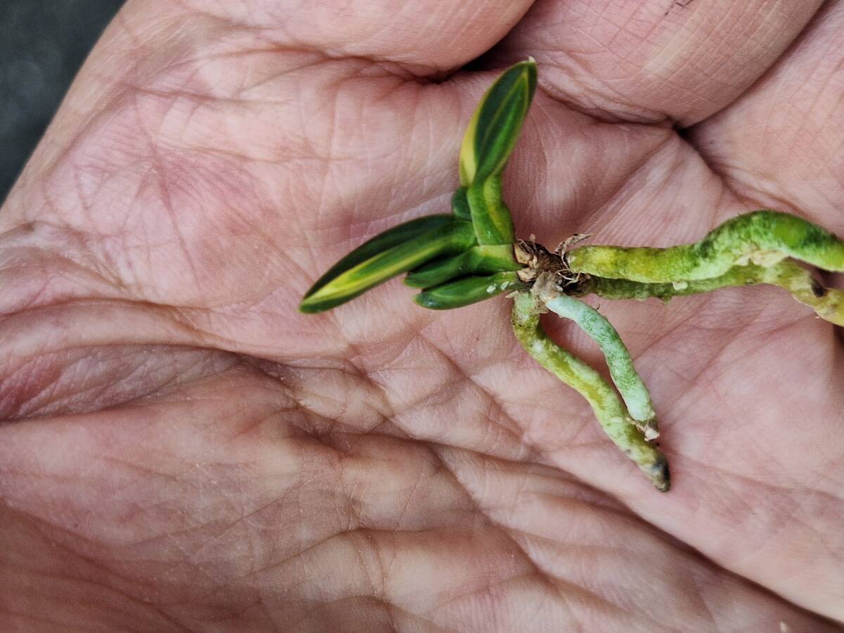 富貴蘭　本性　最上柄　錦麒麟_画像6