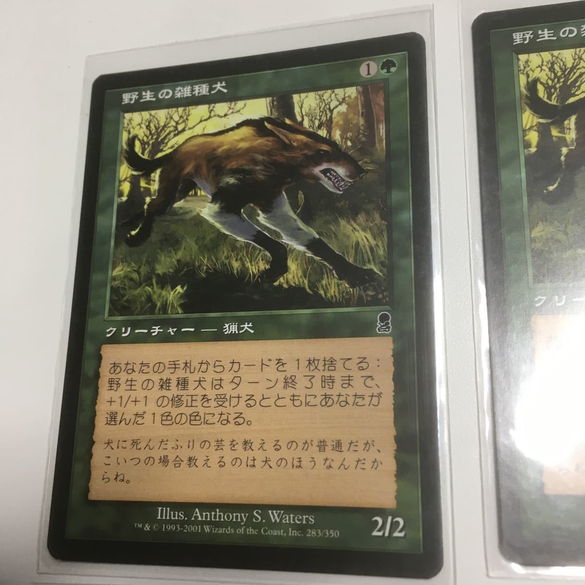 超目玉 mtg 野生の雑種犬 日x4 Fedecheer Com 超目玉 mtg 野生の雑種犬 日x4 Fedecheer Com