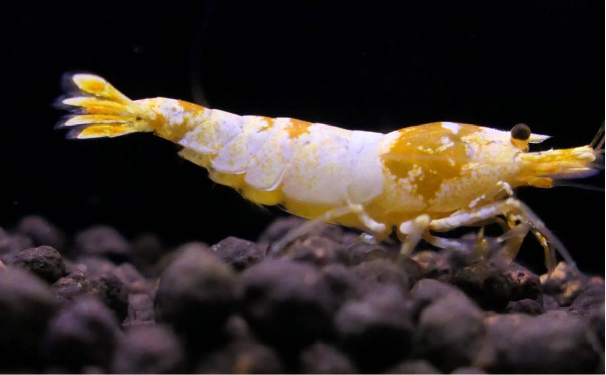 [EbiAtion][ first exhibition!]Crystal Gold Shrimp top grade pair 