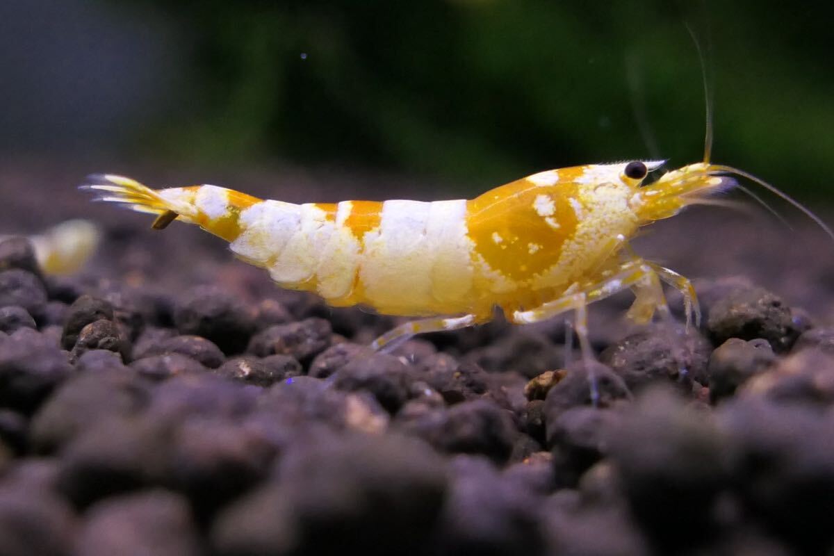 【EbiAtion】【初出品！】Crystal Gold Shrimp トップグレード ペアの画像5