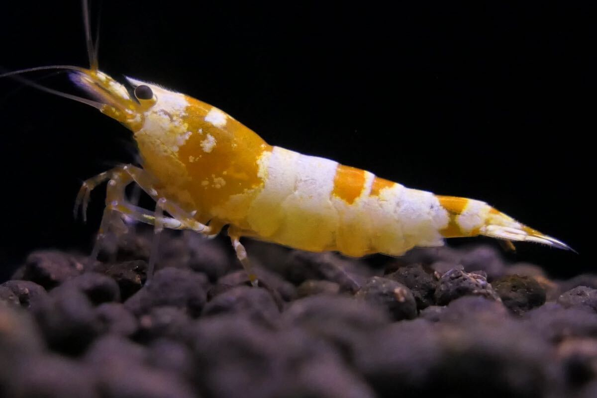 [EbiAtion][ first exhibition!]Crystal Gold Shrimp top grade pair 