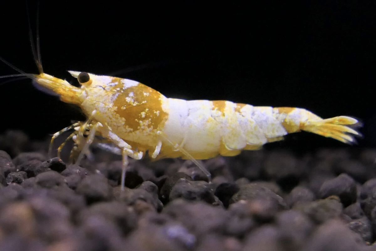 [EbiAtion][ first exhibition!]Crystal Gold Shrimp top grade pair 