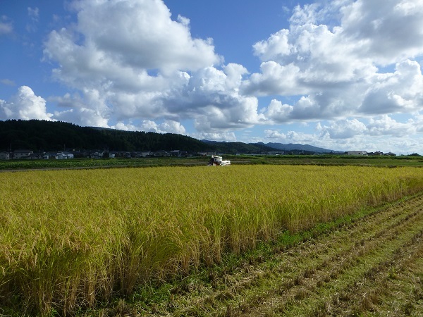 ※送料無料※即決※令和５年　新潟産コシヒカリ　玄米３０kg　 ※生産農家直販 ※玄米用保冷庫保管._画像3