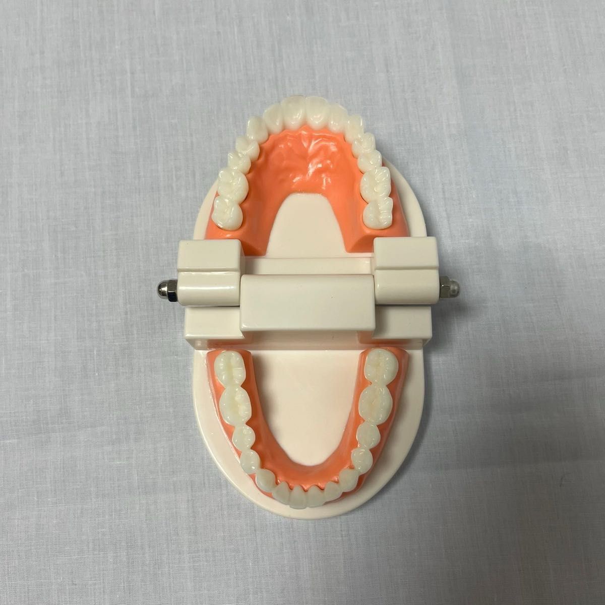 歯の模型 歯のモデル 180度 開閉式 歯磨きの練習 知育玩具