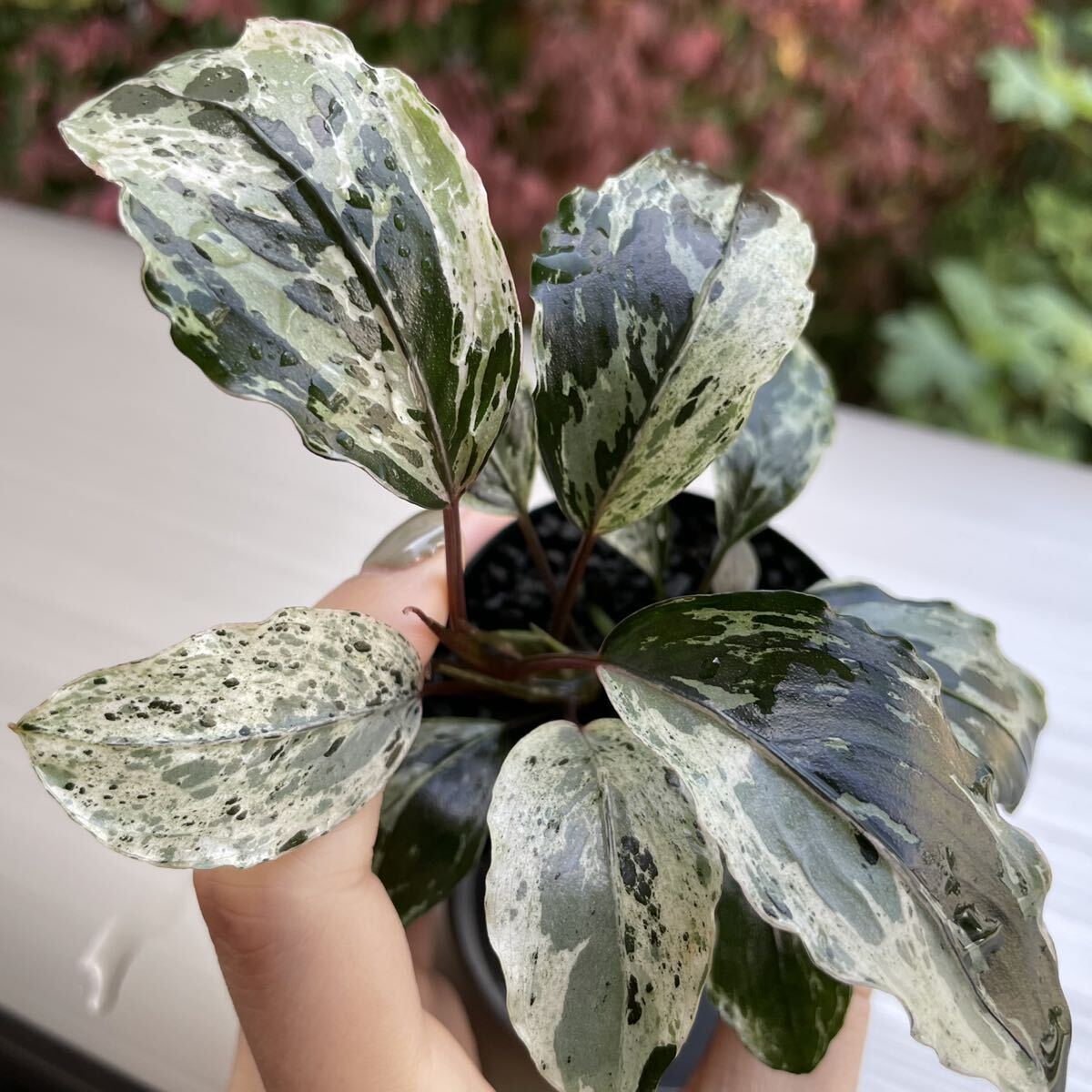 ブセファランドラ モトレイアーナ バリエガータBucephalandra Motleyana variegata(斑入り)の画像1