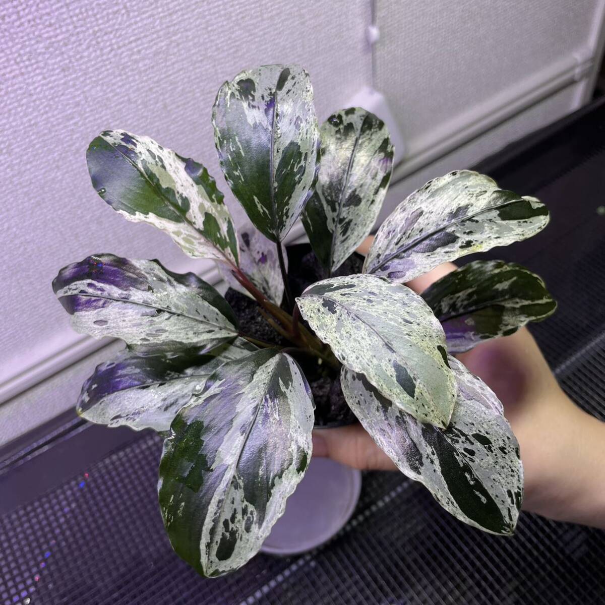 ブセファランドラ モトレイアーナ バリエガータBucephalandra Motleyana variegata(斑入り)の画像5