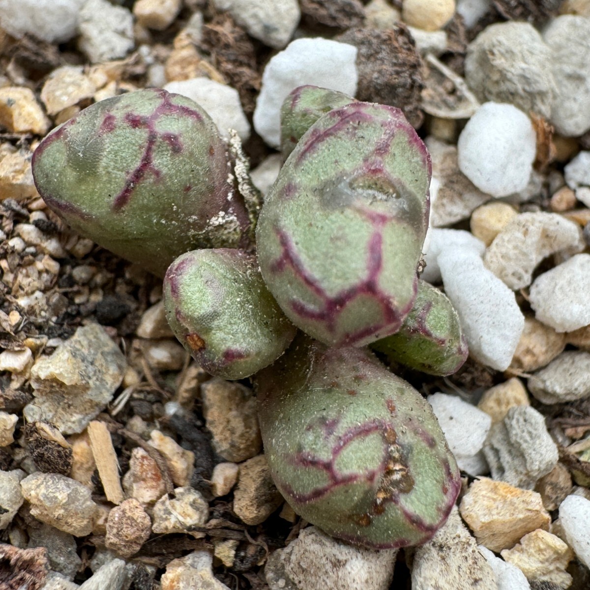 N692八重垣姫 ×プラキツム (Conophytum ficiforme ”placitum” S.H. コノフィツム フィシフォルメフィキフォルメ プラキツム ハマー)6点_画像4