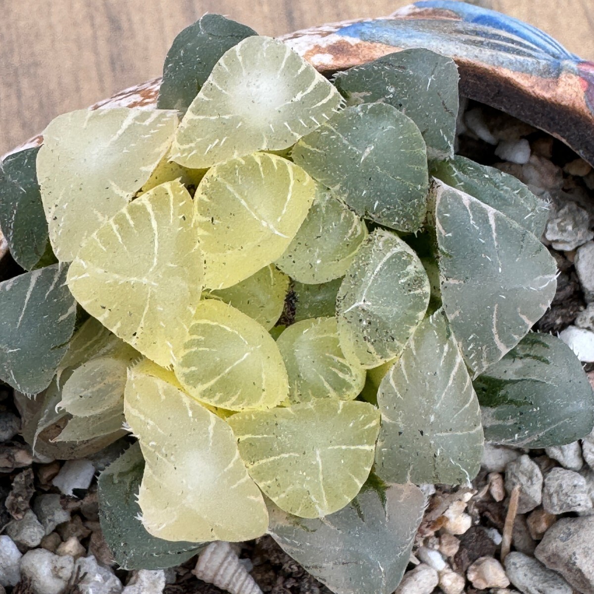 N965多肉植物　ハオルチア　氷灯糊斑錦　_画像4