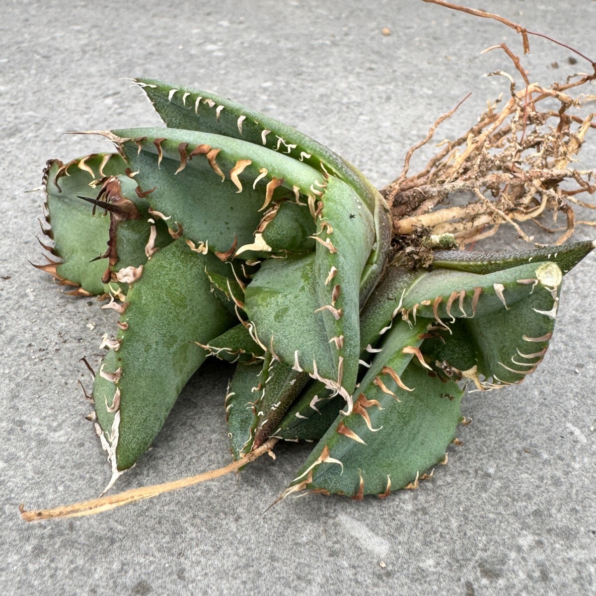 N1376アガベ チタノタ 蟹 カニ Agave3頭_画像6