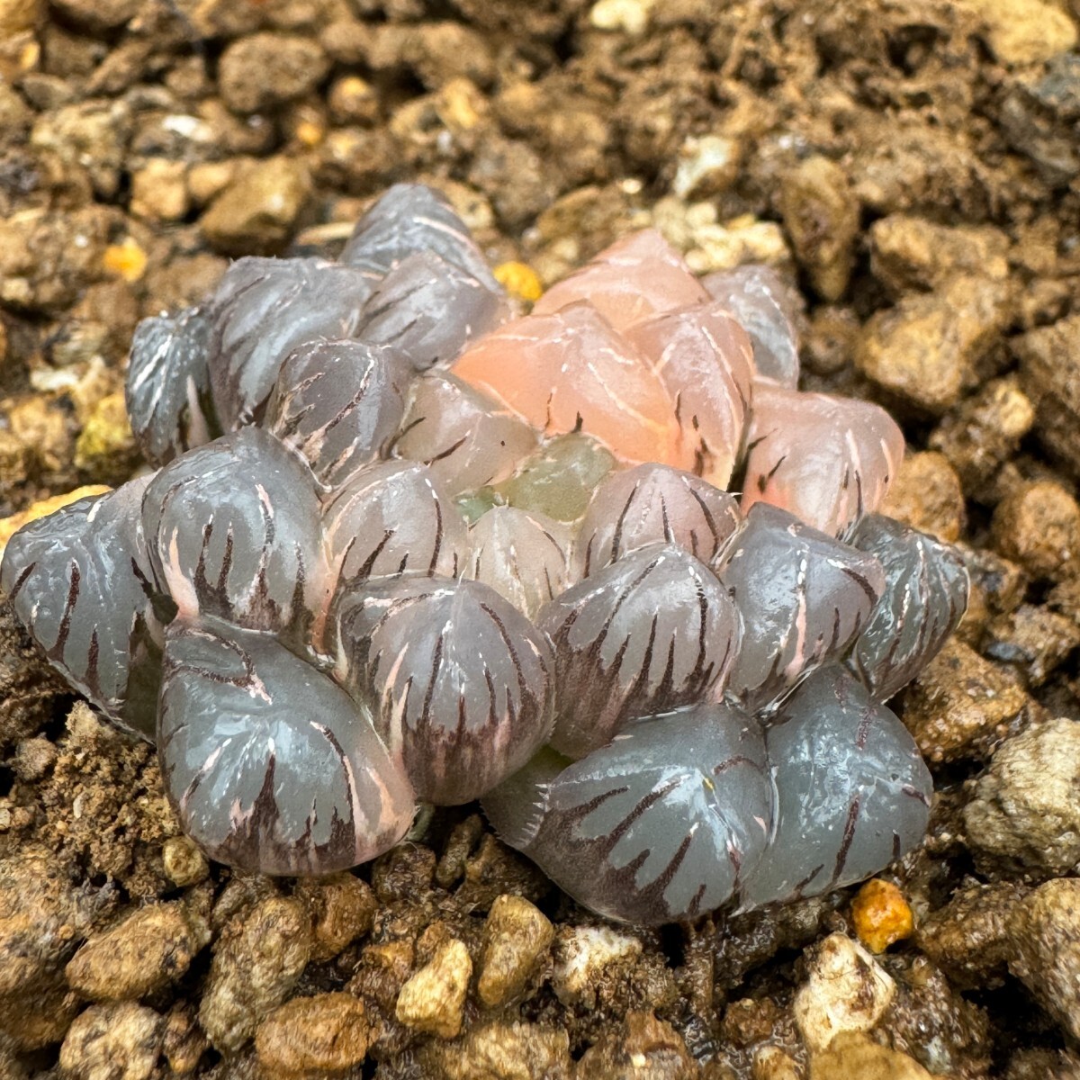 N1557多肉植物　ハオルチア　ハオルシア　OB-1紫オブツーサ錦　_画像3