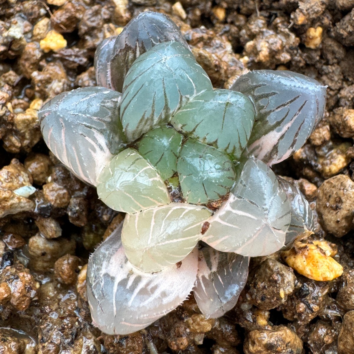 N1626多肉植物　ハオルチア　ハオルシア　OB-1紫オブツーサ錦　_画像3