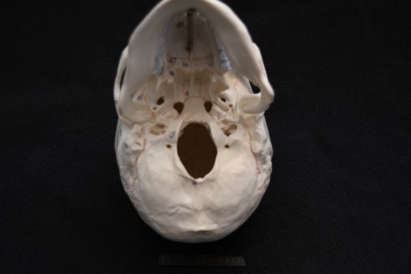 解剖模型頭蓋骨 1/1 等身大 頭部 骨 実験 研究 玩具 骨格モデル 解剖模型シリーズ 医学 医療 人間 骸骨 髑髏 学習 教育 F199_画像6