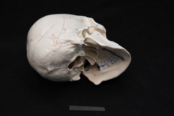 解剖模型頭蓋骨 1/1 等身大 頭部 骨 実験 研究 玩具 骨格モデル 解剖模型シリーズ 医学 医療 人間 骸骨 髑髏 学習 教育 F199_画像5