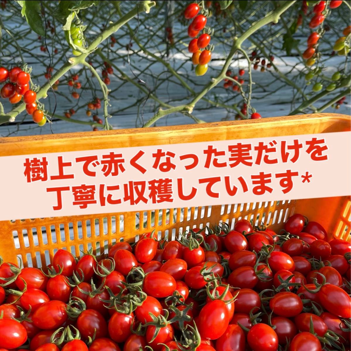 高糖度　ソラリーノ　2kg　栃木県産　プリッとコクうま　ミニトマト　農園直送