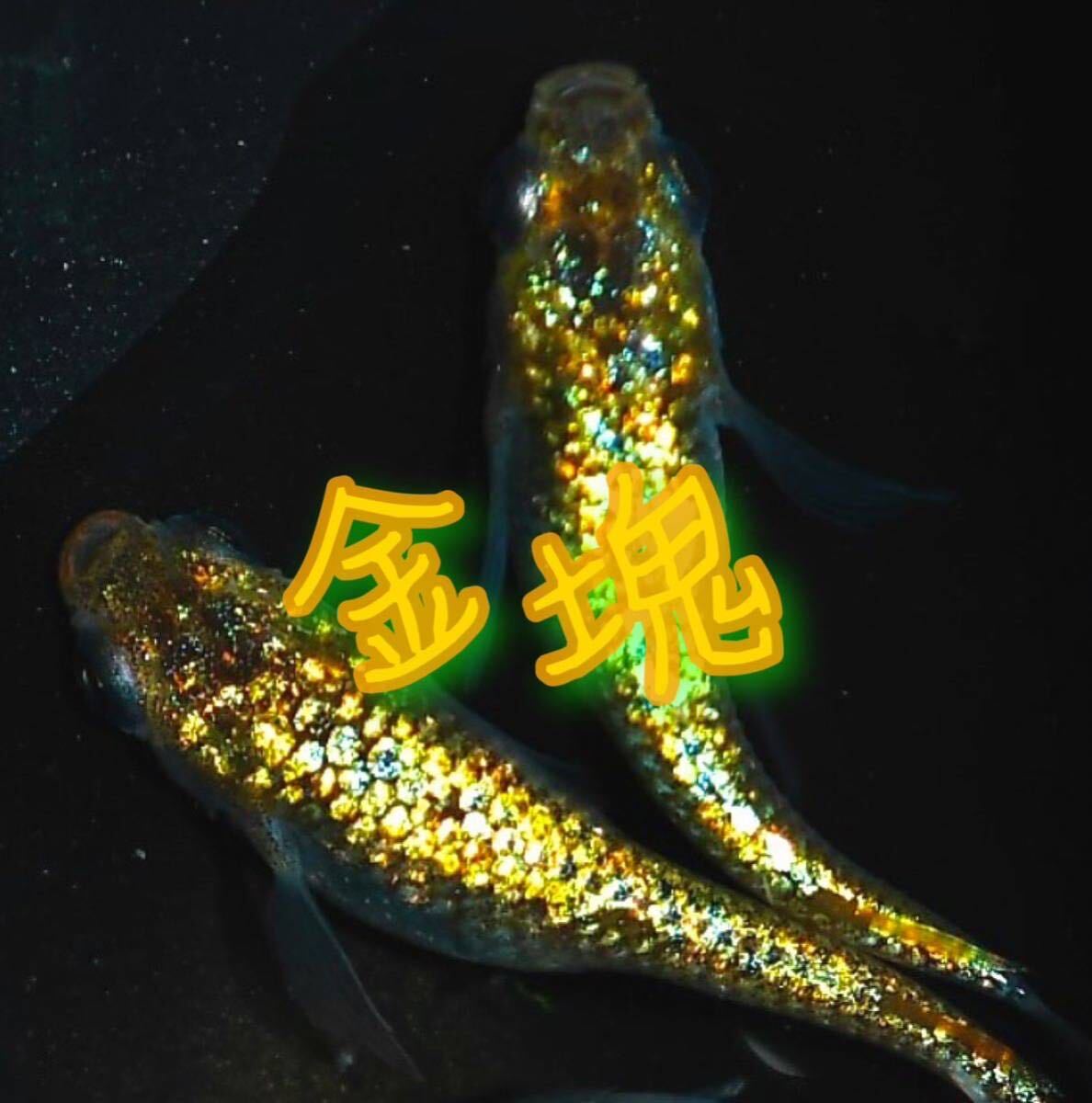 “メダカの卵屋さん” 直めだか沖縄血統 金塊 有精卵10個+α 種親現物 極上個体の画像1