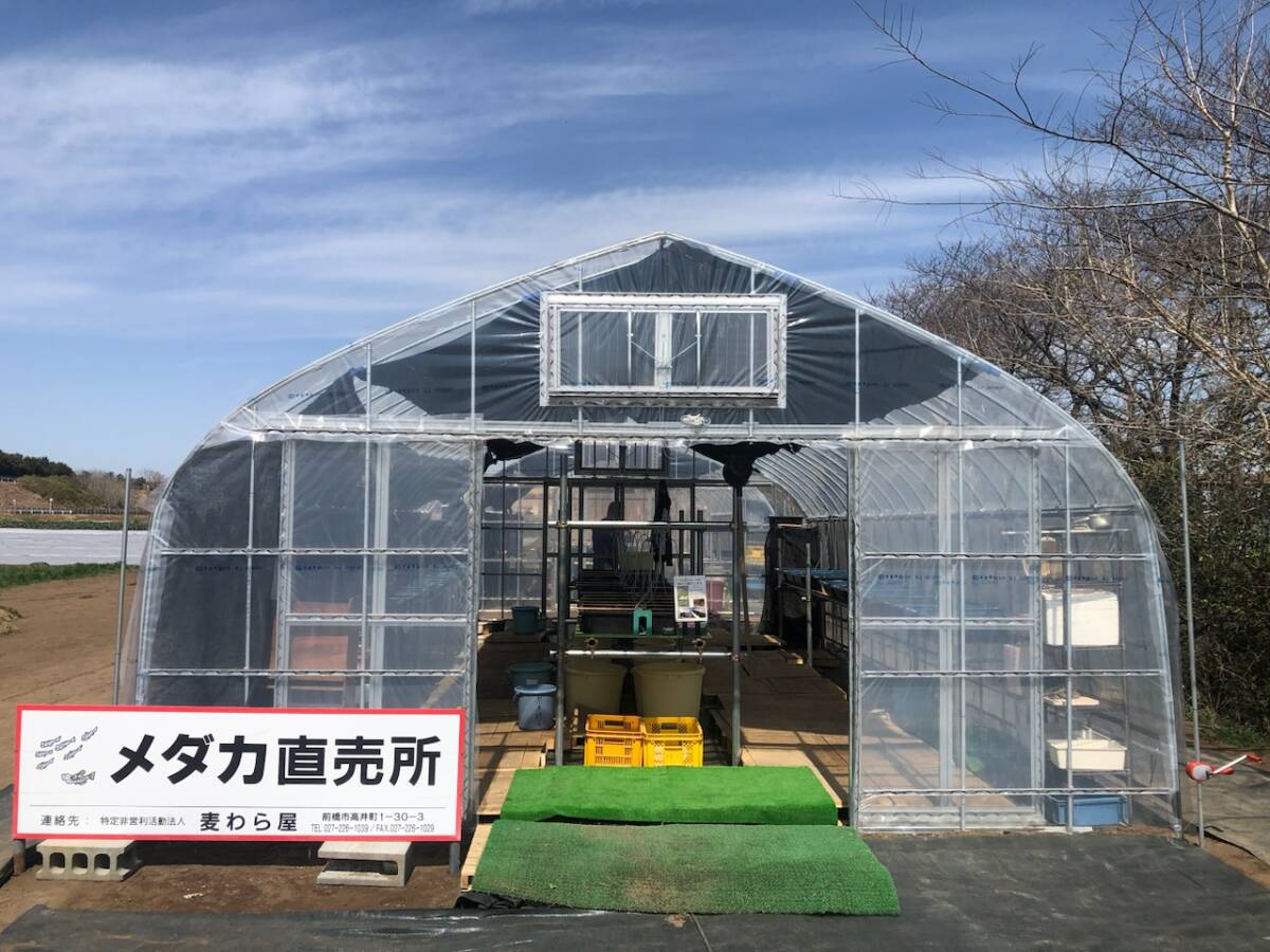 【麦わら屋 メダカ園】白黄メダカ　卵 50+ α 4個口までまとめて配送出来ます＊落札前に商品詳細を確認して下さい。_画像2