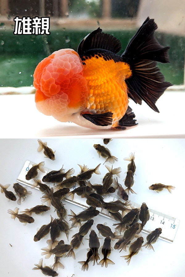 ★らん弐ちゃんファーム★│367-2│ ラスト出品！ くまモンローズ 稚魚 10匹の画像2