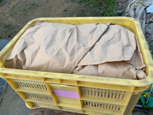 ⑩ 1 иен старт контейнер отправка бесплатная доставка * жук-носорог личинка 10 шт + примерно 50. разведение коврик производство яйцо коврик жук-носорог. личинка 