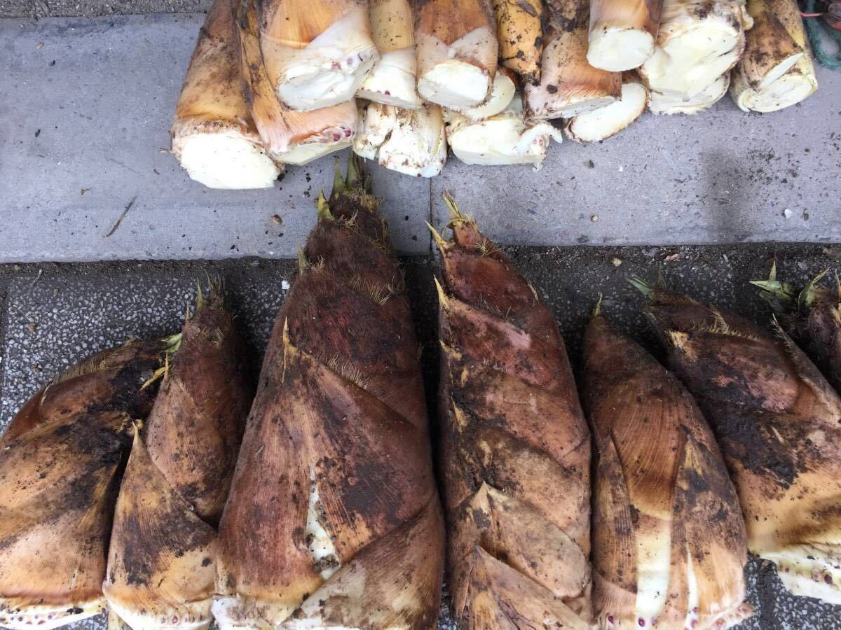  Kurashiki production trial price 5/5-5/12. limitation Kurashiki production bamboo shoots 1kg morning .. morning .. establish limitation Sagawa flight limitation 4