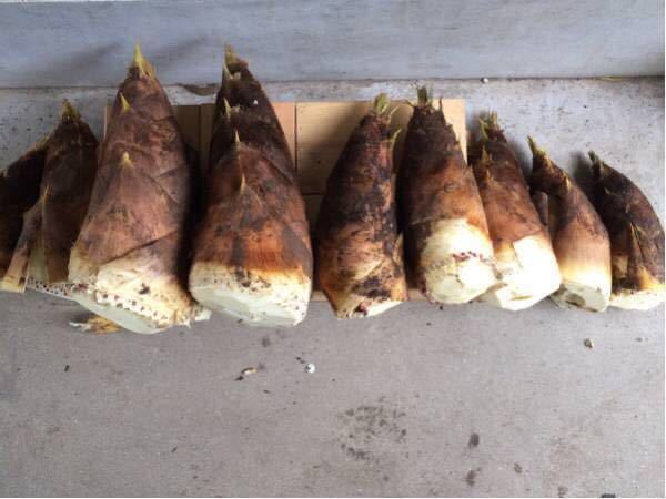  Kurashiki production trial price 5/5-5/12. limitation Kurashiki production bamboo shoots 1kg morning .. morning .. establish limitation Sagawa flight limitation 4