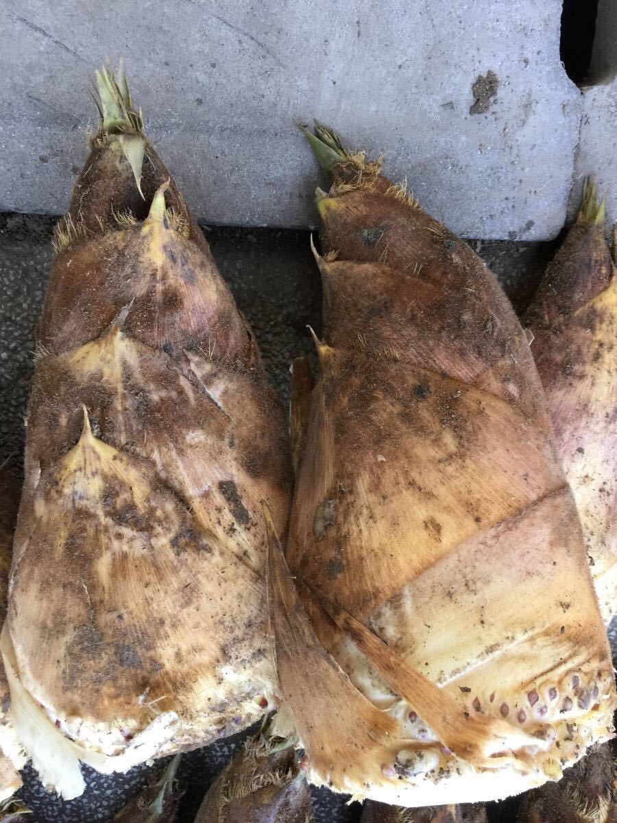  Kurashiki production trial price 5/5-5/12. limitation Kurashiki production bamboo shoots 1kg morning .. morning .. establish limitation Sagawa flight limitation 4