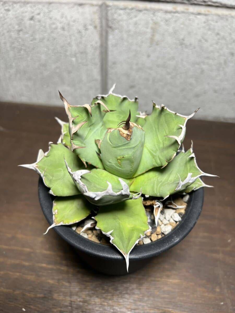 アガベ チタノタ 白鯨 Agave titanota の画像1