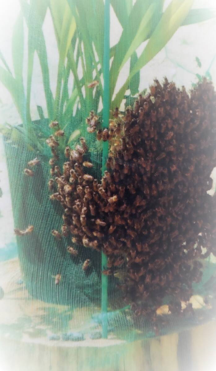 ◆キンリョウヘン まもなく開花 送料無料 金稜辺 日本蜜蜂ニホンミツバチ誘引捕獲▽の画像4