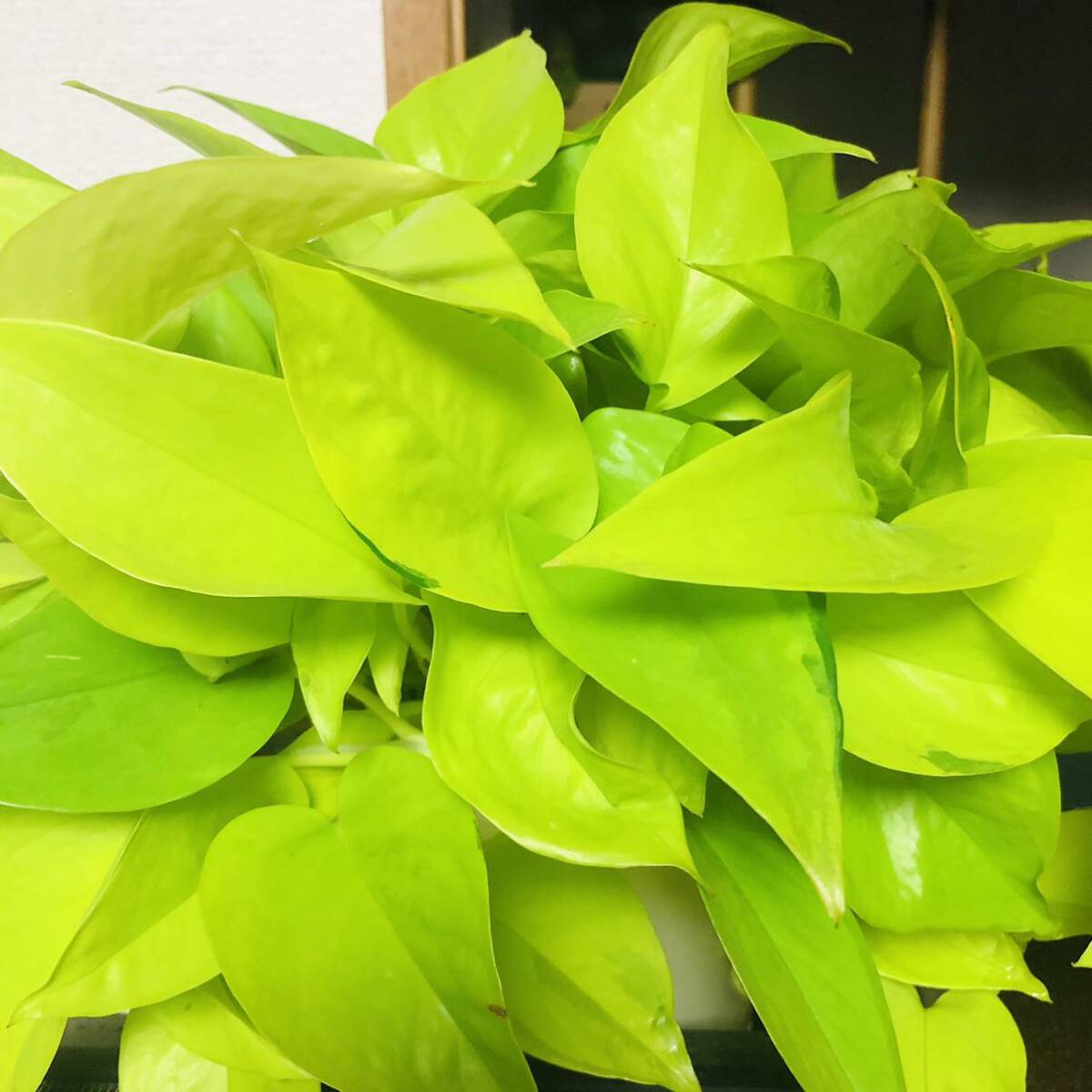  pothos glow bar green 5ps.@ pothos lime 5ps.@. set departure root settled pothos decorative plant . entering glow bar 