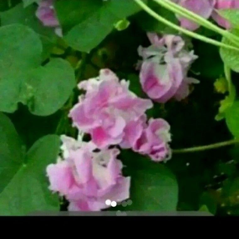 スプリットペタル　朝顔の種　30粒 ピンク 八重咲き朝顔の種 西洋朝顔 フリル咲き 裂弁咲き