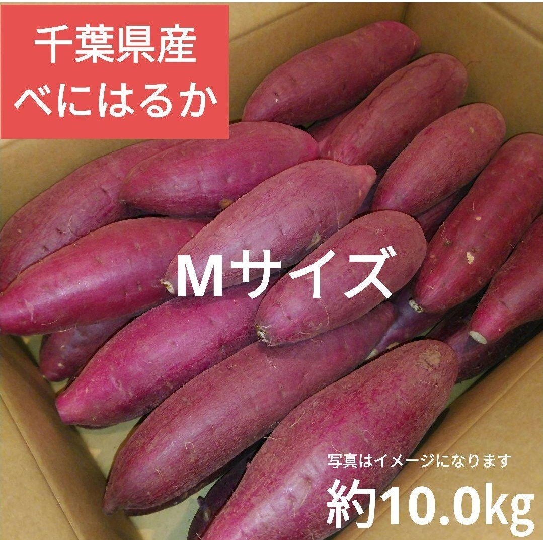 千葉県産 べにはるか さつまいも サツマイモ Mサイズ約10.0㎏の画像1