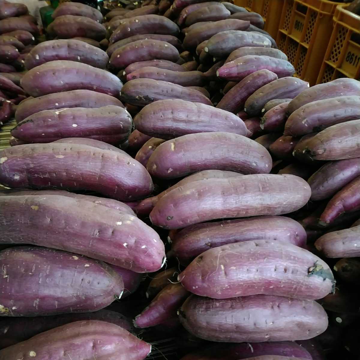  Chiba prefecture production . - .. sweet potato sweet potato size incidental approximately 5.0.