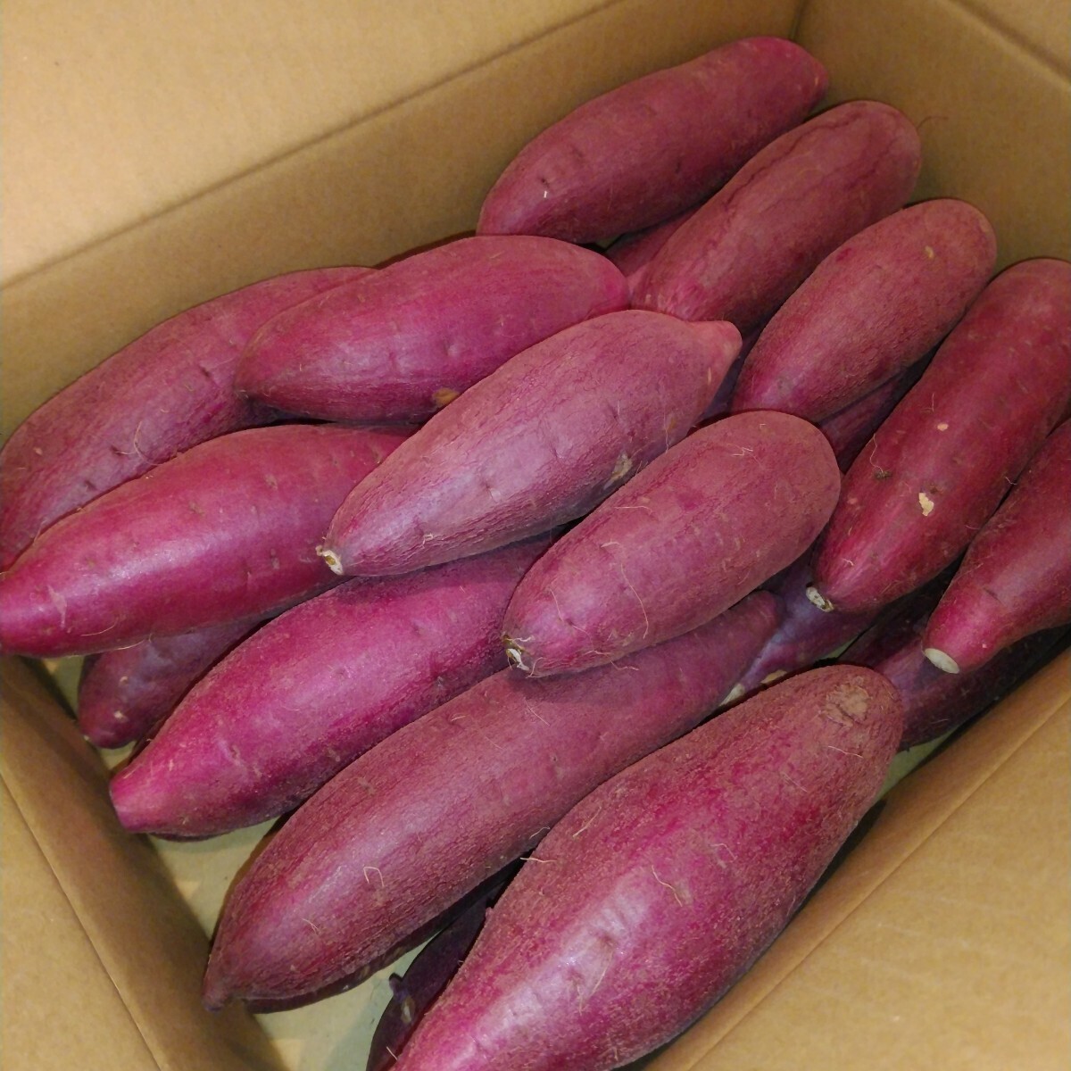  Chiba prefecture production . - .. sweet potato sweet potato M size approximately 20.0.