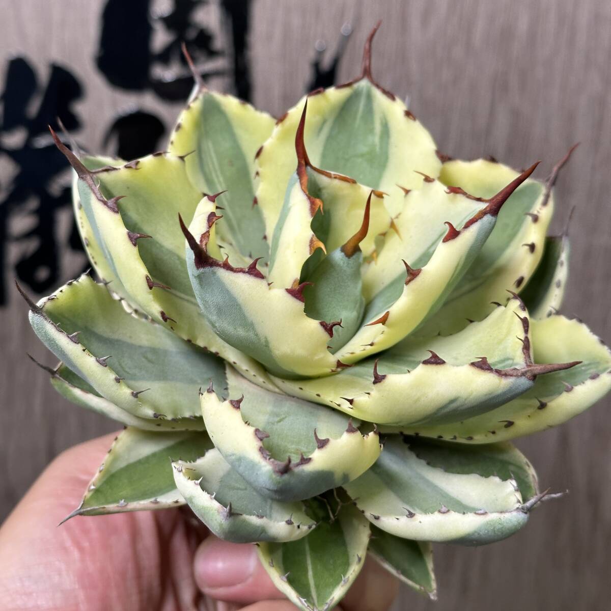 [ dragon ..]No.153 special selection agave succulent plant .... super Crown a little over . finest quality stock . leaf 