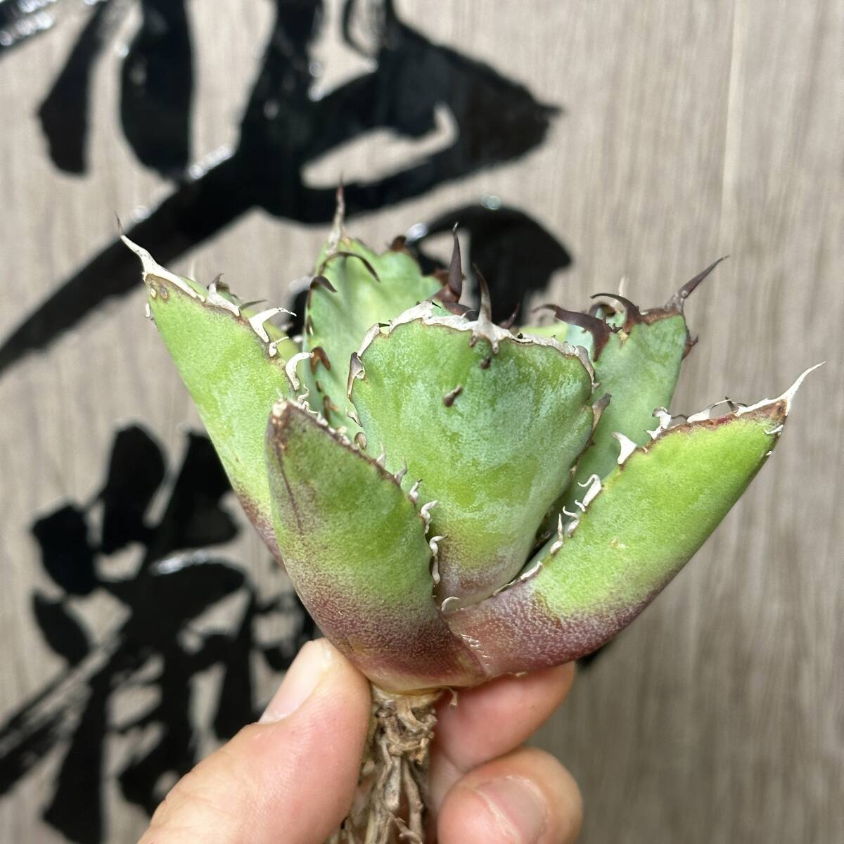 【龍園觀】No.19 特選 アガベ 多肉植物 チタノタ 黑鯨 強棘 極上株の画像5